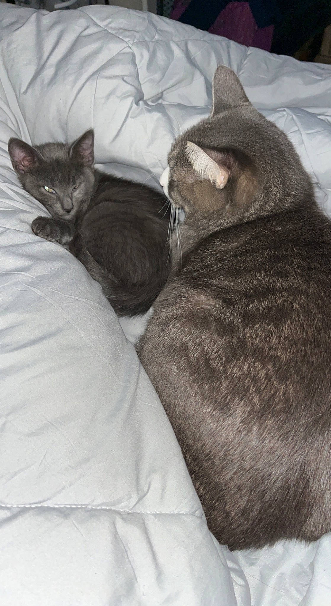 Jellie Bean joined the competition — help win amazing prizes! bed, bedding, black_cat, carnivore, cat, cat_bed, cat_supply, claw, comfort, domestic_short_haired_cat, felidae, fur, grey, linens, nap, paw, small_to_medium_sized_cats, snout, tail, whiskers