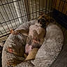 puppy, dog, bed, crate, sleeping, fluffy, cozy, indoor, paw, relaxed, canine, pet, animal, cute, resting, fur, pink_paw_pads, head, cage, young
