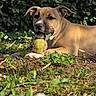 Baya participe au concours pour gagner de l'argent avec cette photo : dog, puppy, tennis_ball, grass, flowers, greenery, outdoor, sunlight, playful, chewing, nature, pet, cute, animal, garden, happy, young, brown_dog, closeup, relaxing
