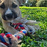 Baya participe au concours pour gagner de l'argent avec cette photo : puppy, dog, grass, toy, rope_toy, outdoor, garden, playful, greenery, sunny, leisure, pet, animal, nature, summer, young_dog, chewing, close_up, daylight, fun