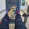 puppy, dog, pet, chair, person, legs, pants, socks, outdoor, patio, tile_floor, mesh_chair, cute, brown_dog, resting_dog, relaxation, home, sunlight, door, window