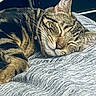 animal, bed, blanket, cat, closeup, cozy, cute, domestic, ears, feline, fur, indoor, mammal, peaceful, pet, relaxing, resting, sleeping, tabby, whiskers