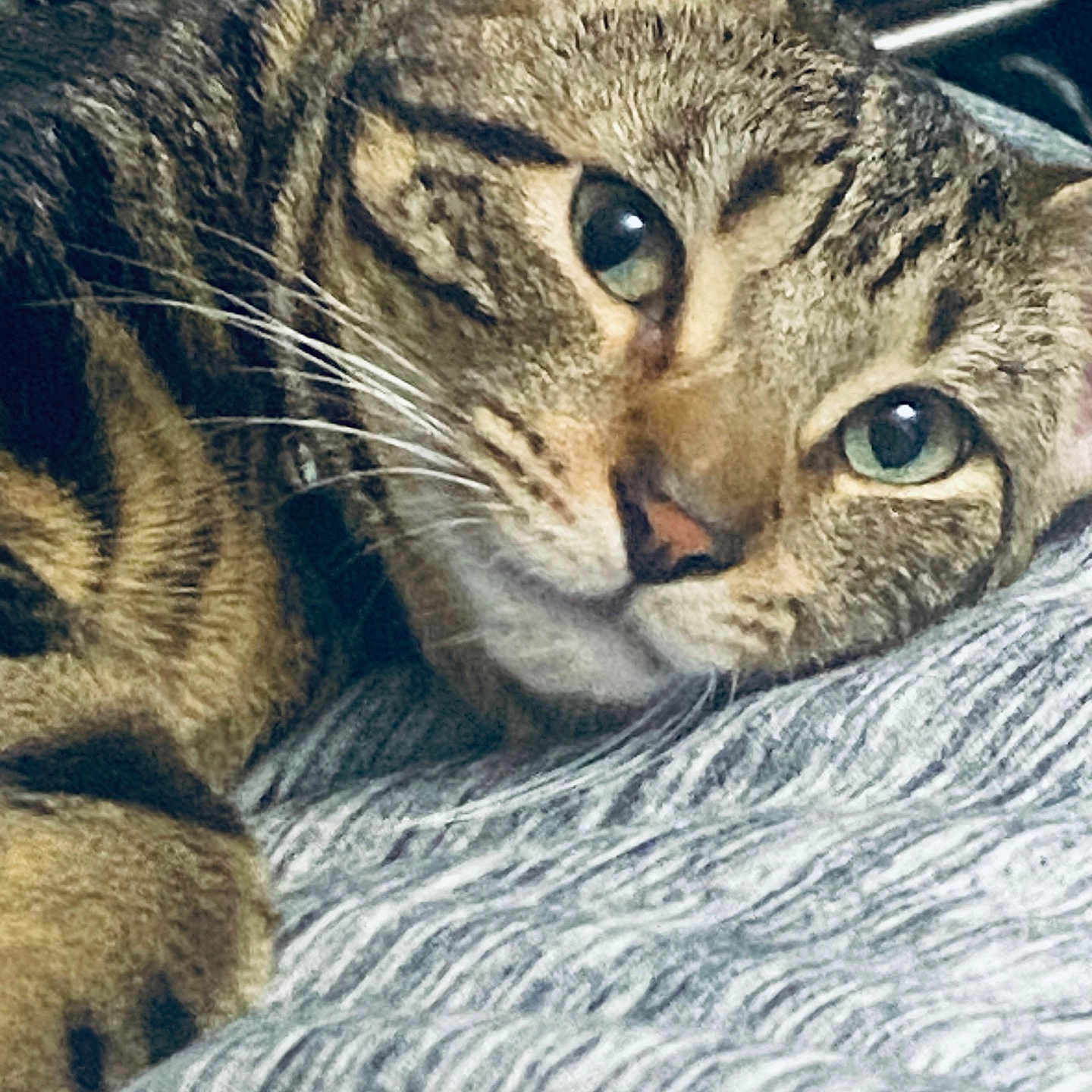 King Melly joined the competition — help win amazing prizes! cat, tabby, close_up, pet, animal, feline, whiskers, green_eyes, relaxed, lying_down, soft_lighting, texture, gray_surface, indoor, cute, fur, portrait, sleepy, cozy, domestic_cat