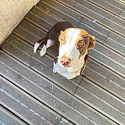 Aya a rejoint le concours — aidez-le/la à gagner de superbes lots ! dog, brown_and_white, floppy_ears, pink_nose, collar, white_paws, sitting, looking_up, curious, alert, outdoor, wooden_deck, decking, sunlight, close_up, high_angle, pet, canine, animal_portrait, shadows
