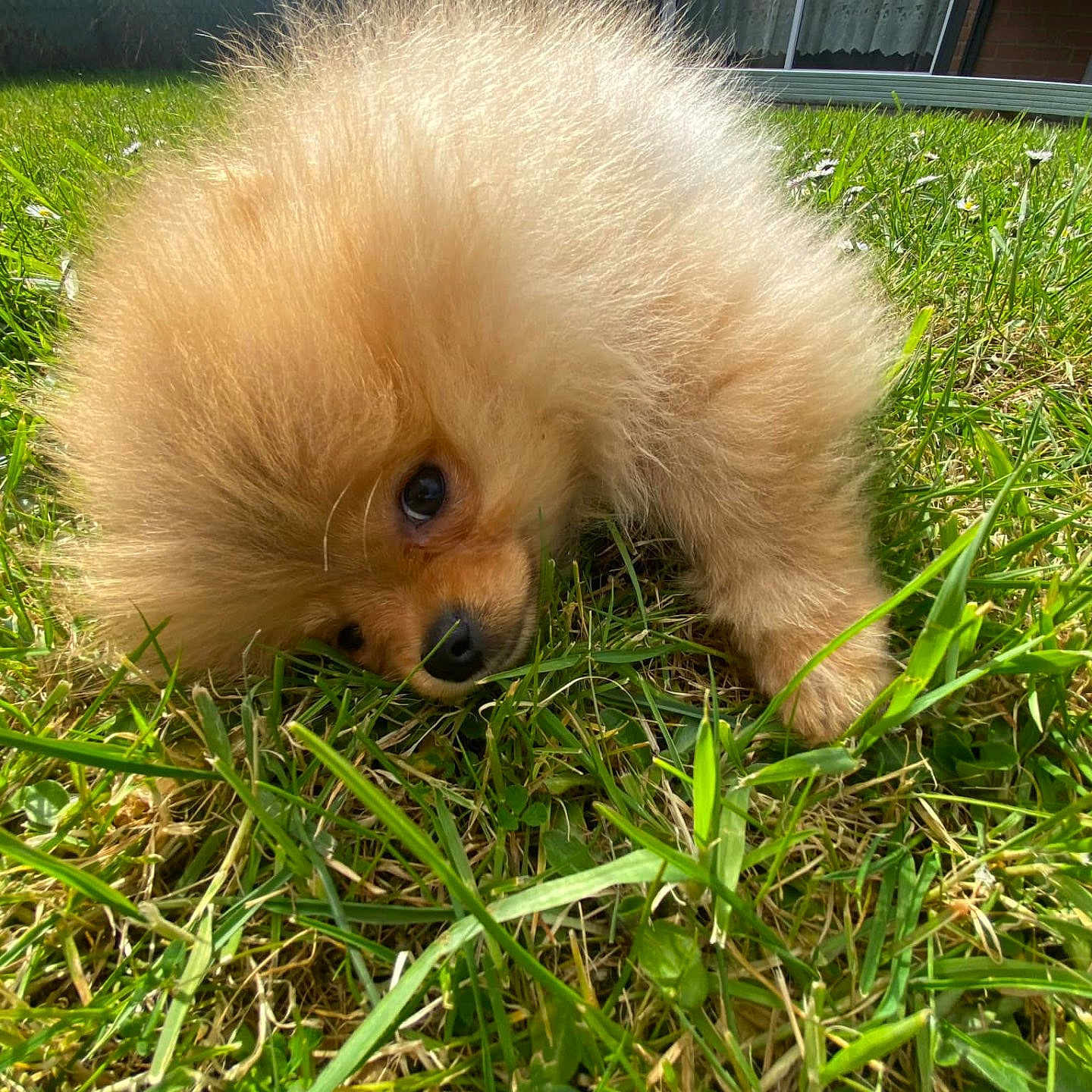 Chanel a rejoint le concours — aidez-le/la à gagner de superbes lots ! animal, ball, canine, dog, field, football, grass, grassland, green, lawn, nature, outdoors, pet, plant, puppy, soccer, soccerball, sport, vegetation, yard