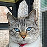Kit joined the competition — help win amazing prizes! alert, animal, blue_eyes, cat, close_up, collar, cute, domestic_cat, ears, face, feline, fur, indoor, looking, muzzle, nose, pet, portrait, tabby, whiskers