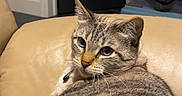 Kit is registered to the contest to win money with this photo: animal, blue_eyes, cat, clothing, couch, cozy, door, ears, fur, furniture, home, indoor, leather, looking_back, pet, plastic_container, relaxed, resting, tabby_cat, whiskers