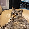 animal, blue_eyes, cat, clothing, couch, cozy, door, ears, fur, furniture, home, indoor, leather, looking_back, pet, plastic_container, relaxed, resting, tabby_cat, whiskers