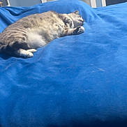 Kit is registered to the contest to win money with this photo: animal, bed, blue_bedspread, cat, comfort, cozy, domestic_cat, fluffy, fur, furniture, head, home, indoor, paw, pet, quiet, relaxation, resting, sleeping, whiskers