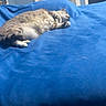 animal, bed, blue_bedspread, cat, comfort, cozy, domestic_cat, fluffy, fur, furniture, head, home, indoor, paw, pet, quiet, relaxation, resting, sleeping, whiskers