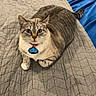 Kit joined the competition — help win amazing prizes! animal, bed, blanket, blue_eyes, cat, collar, cozy, curious, cute, domestic, feline, furniture, home, household, indoor, pet, quilt, resting, tabby_cat, whiskers