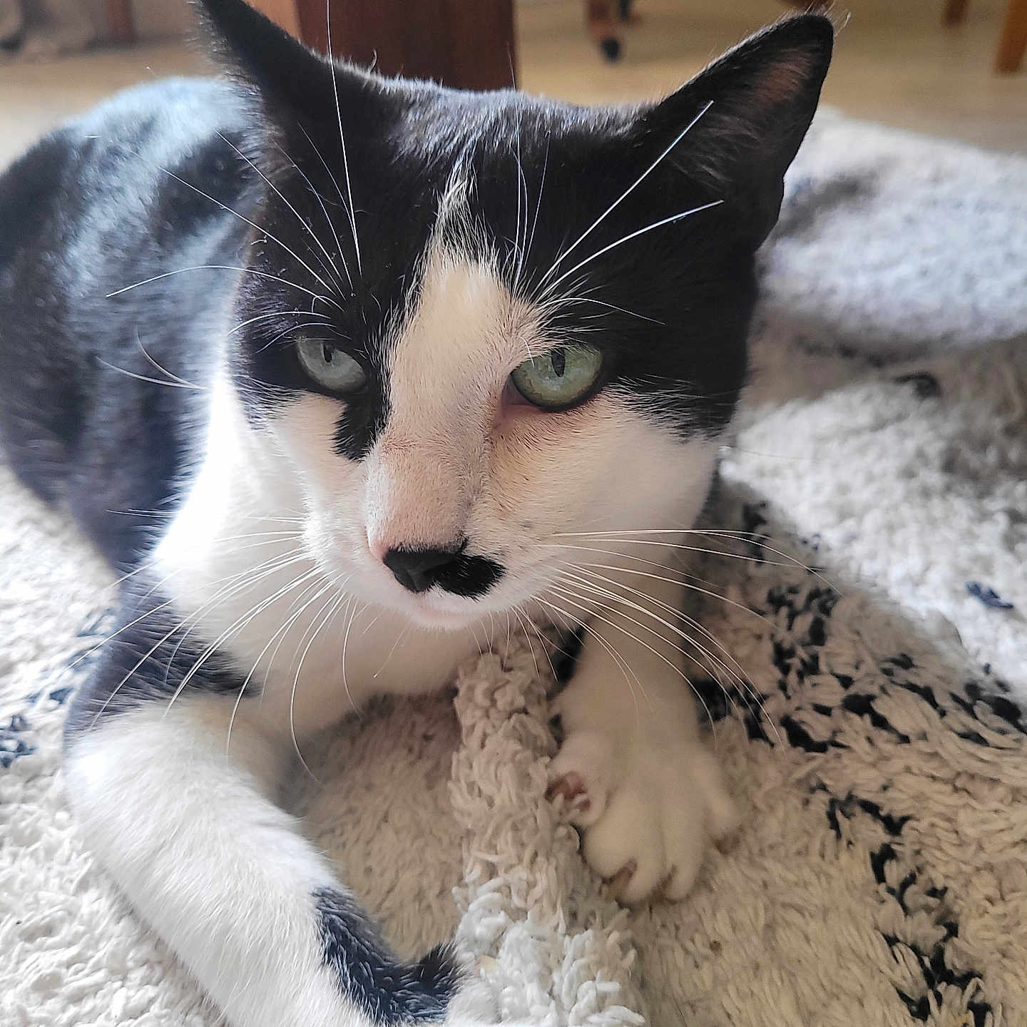 Kiki a rejoint le concours — aidez-le/la à gagner de superbes lots ! abyssinian, animal, architecture, blanket, building, canine, cat, couch, dog, furniture, hardwood, homedecor, husky, indoors, interiordesign, kitten, manx, pet, quilt, wood