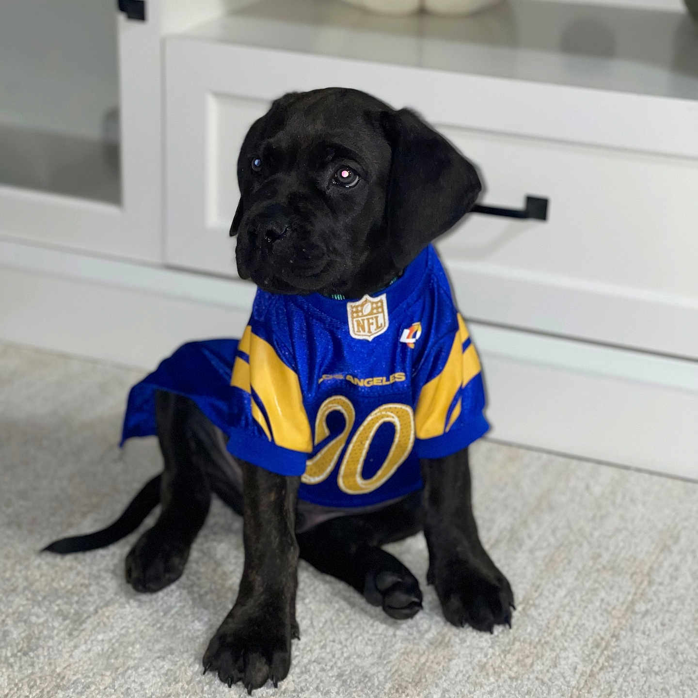 Kobe is registered to the contest to win money with this photo: accessories, animal, ball, boxer, bulldog, canine, clothing, costume, dog, football, hound, labradorretriever, person, pet, pug, puppy, soccer, soccerball, sport, text