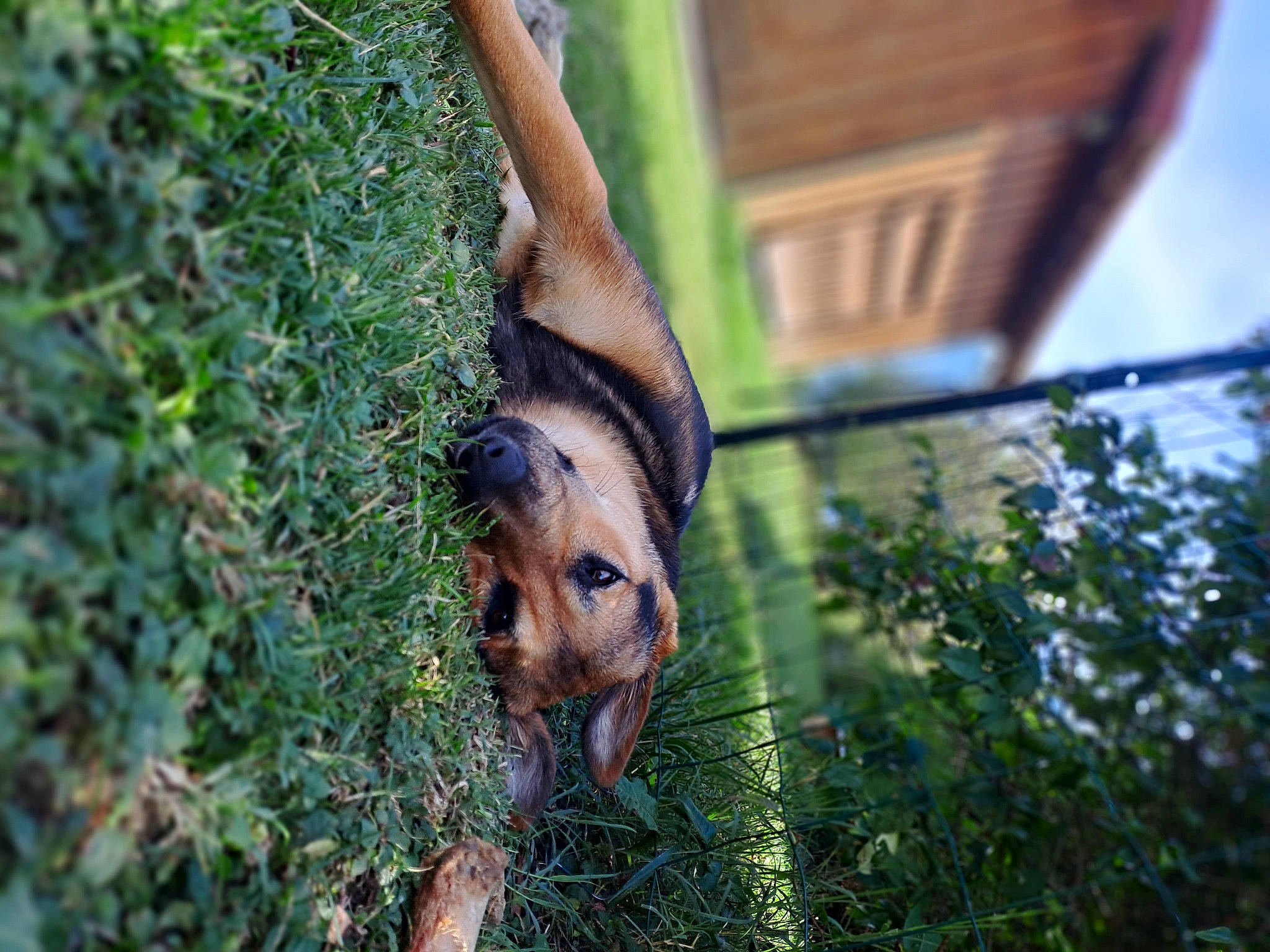 Taïga participe au concours pour gagner de l'argent avec cette photo : canidae, carnivore, dog_breed, fawn, forest, grass, palm_tree, plant, snout, sporting_group, squirrel, tail, terrestrial_animal, tree, trunk, twig, whiskers, wildlife, window, wood