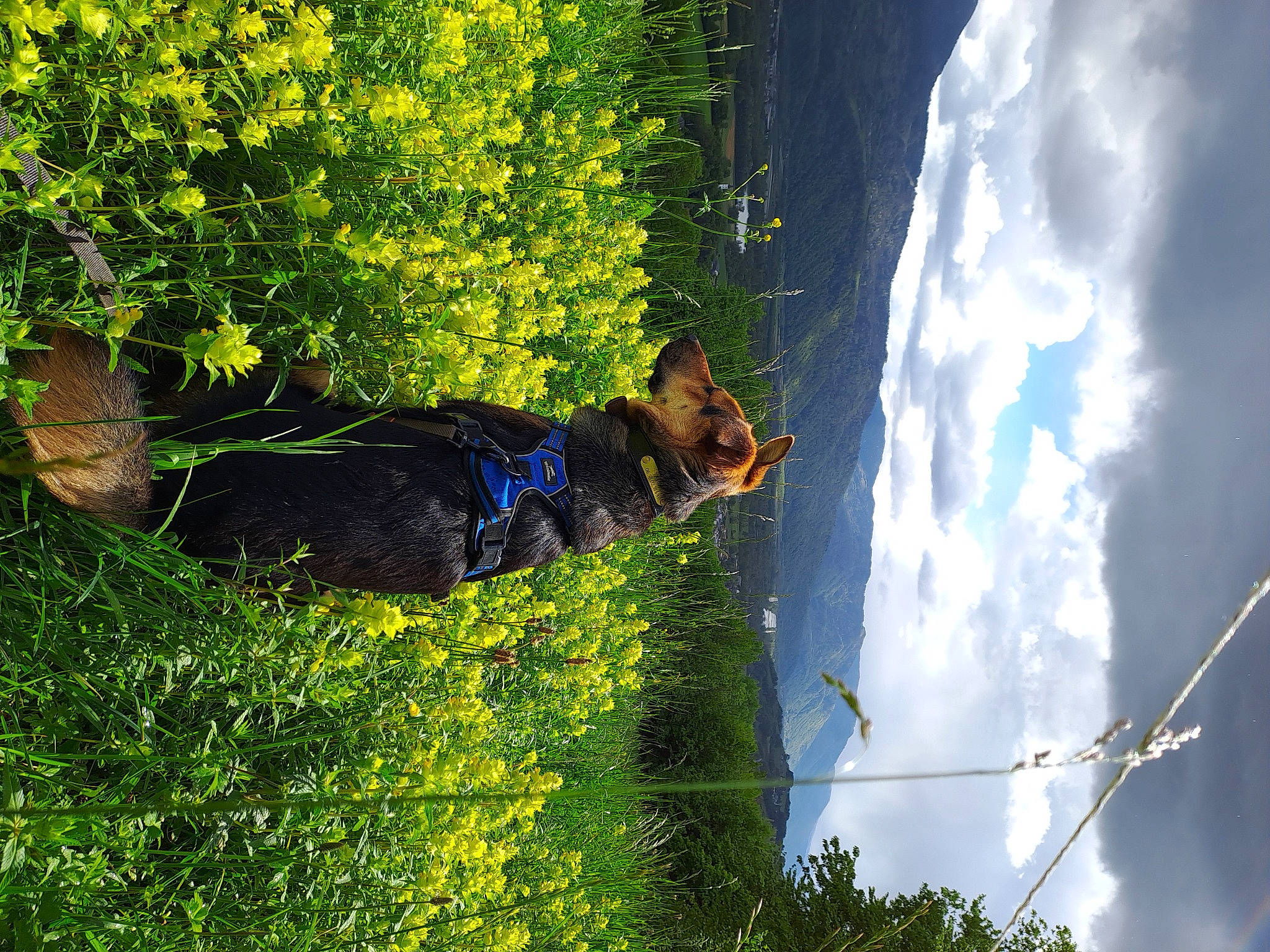 Taïga a rejoint le concours — aidez-le/la à gagner de superbes lots ! azure, biome, branch, carnivore, cloud, dog, flower, leaf, mammal, people_in_nature, plant, sky, sunglasses, sunlight, tree, vegetation, water, window, woody_plant, yellow