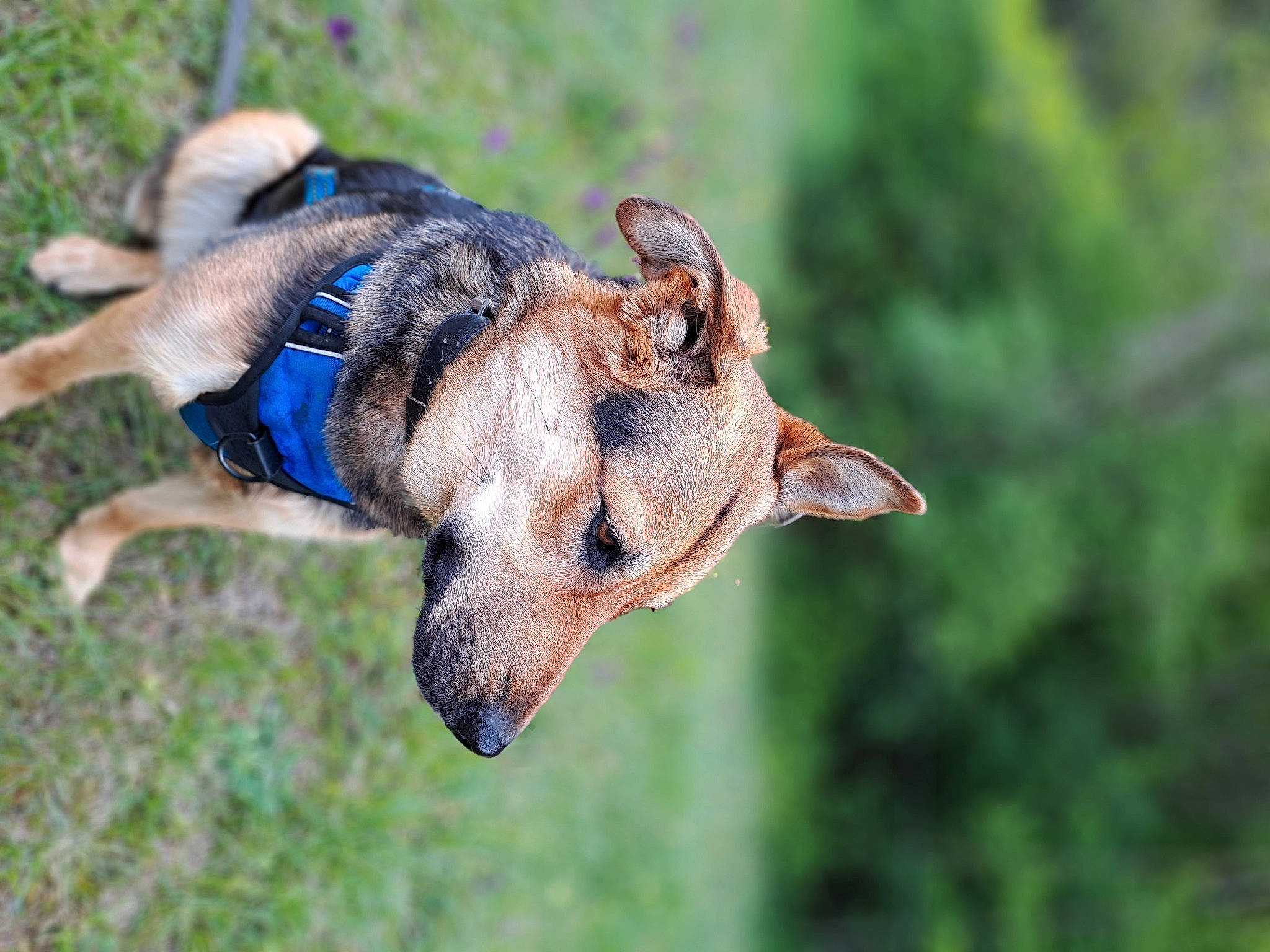 Taïga a rejoint le concours — aidez-le/la à gagner de superbes lots ! canidae, carnivore, collar, companion_dog, dog, dog_breed, dog_clothes, dog_collar, electric_blue, fawn, grass, leash, pet_supply, snout, sporting_group, tail, terrestrial_animal, whiskers, wing, working_animal