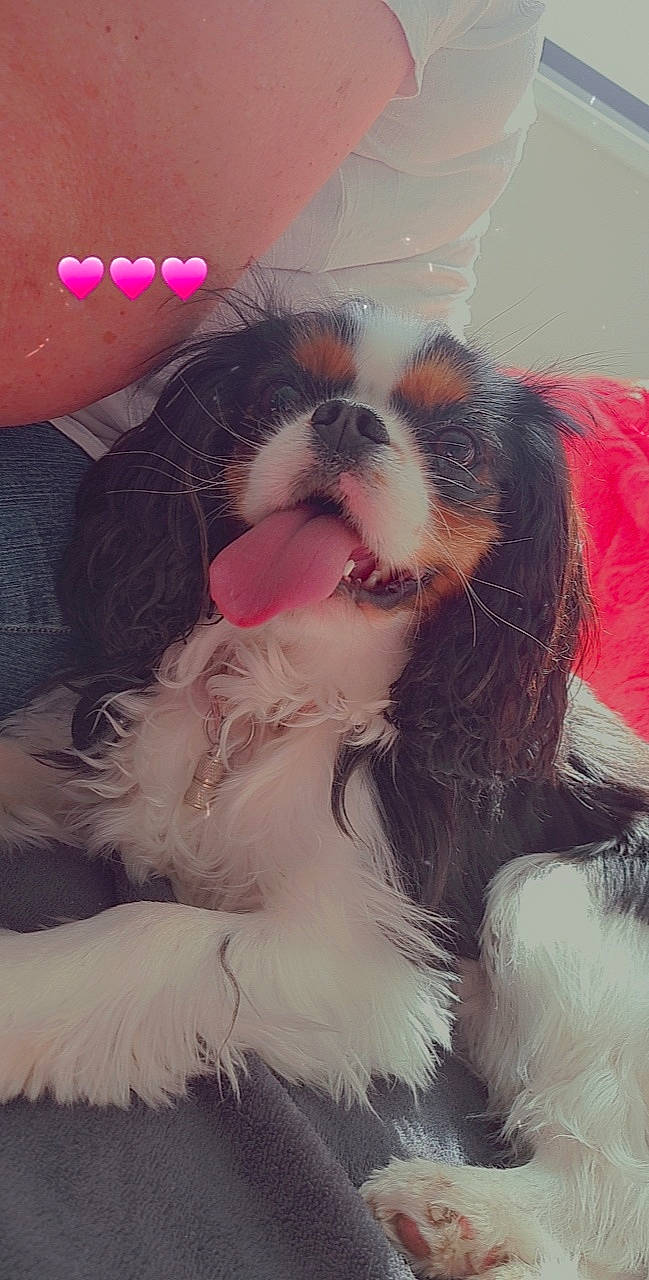 Olia participe au concours pour gagner de l'argent avec cette photo : beard, black_hair, carnivore, companion_dog, dog, dog_breed, ear, eyewear, facial_hair, fawn, gesture, glasses, goggles, happy, jaw, liver, snout, sunglasses, toy_dog, vision_care