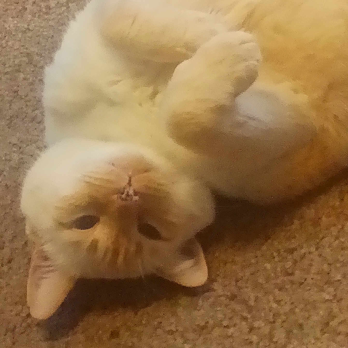 Nova is registered to the contest to win money with this photo: abyssinian, angora, animal, baby, cat, face, hardwood, head, kitten, manx, person, pet, rabbit, siamese, sleeping, white, wood