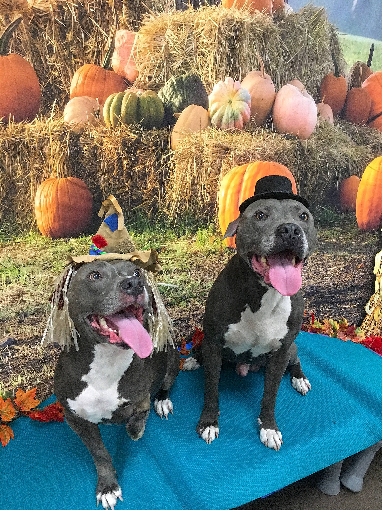 Ashtray is registered to the contest to win money with this photo: calabaza, carnivore, collar, companion_dog, cucurbita, dog, dog_breed, dog_collar, dog_supply, fawn, grass, green, lawn, leash, pet_supply, plant, pumpkin, snout, sporting_group, working_animal