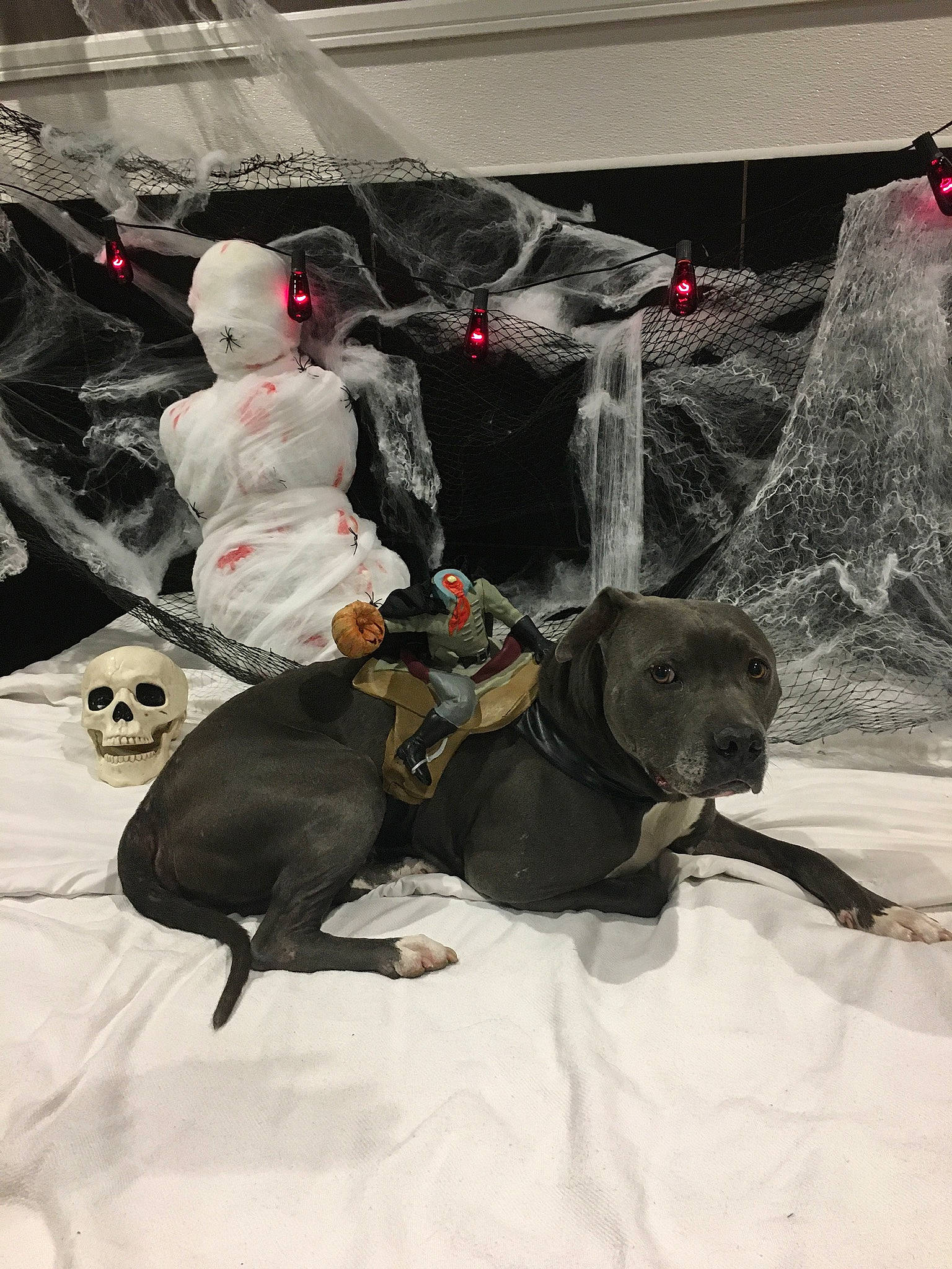 Ashtray joined the competition — help win amazing prizes! art, automotive_tire, bag, carnivore, collar, comfort, companion_dog, dog, dog_breed, dog_collar, dog_supply, event, fur, grey, guard_dog, leash, motor_vehicle, pet_supply, sporting_group, working_animal