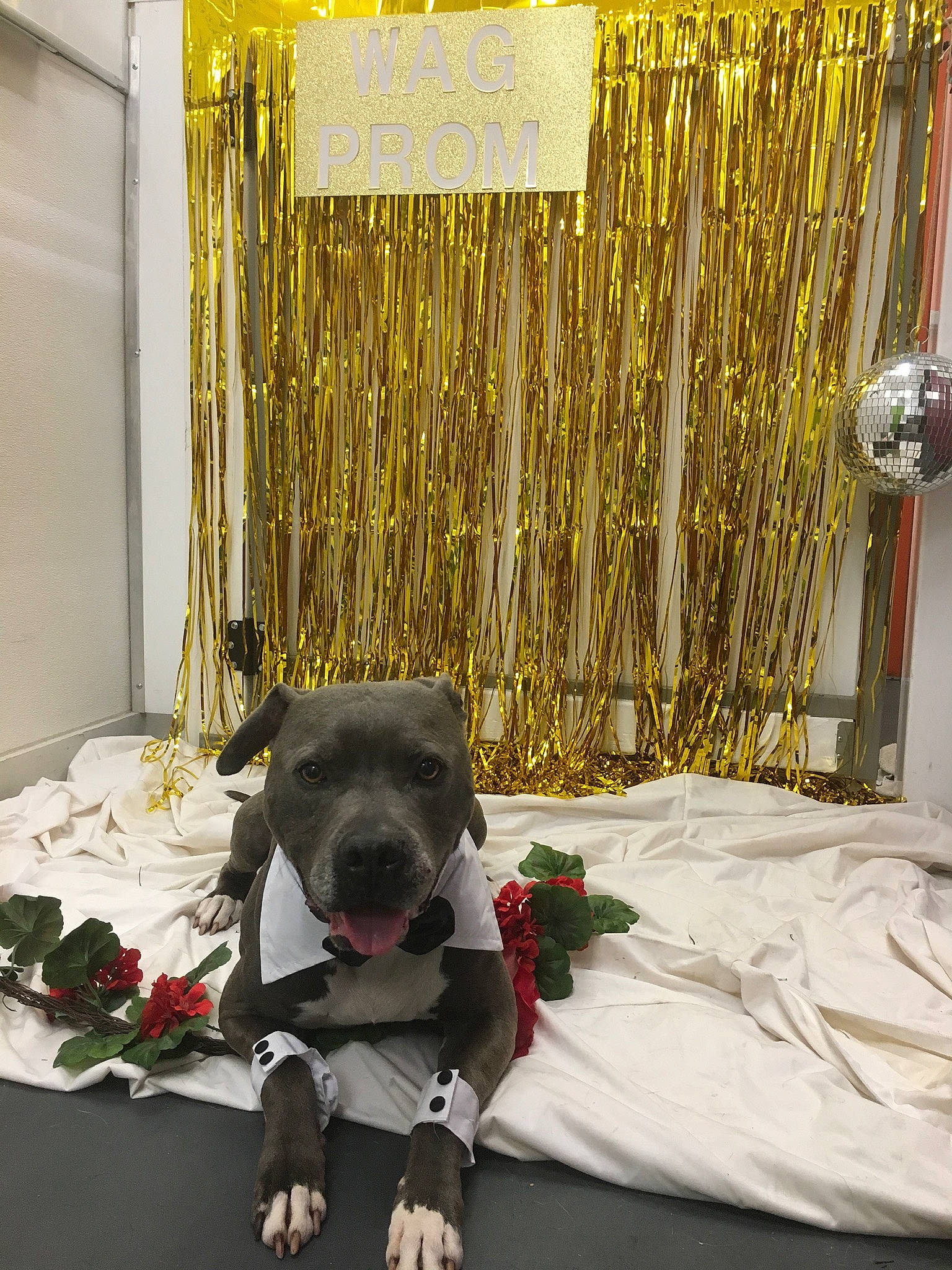 Ashtray joined the competition — help win amazing prizes! art, carmine, comfort, companion_dog, dog_breed, event, fawn, flooring, flower, interior_design, linens, petal, photograph, rectangle, room, textile, toy, wood, working_animal, yellow