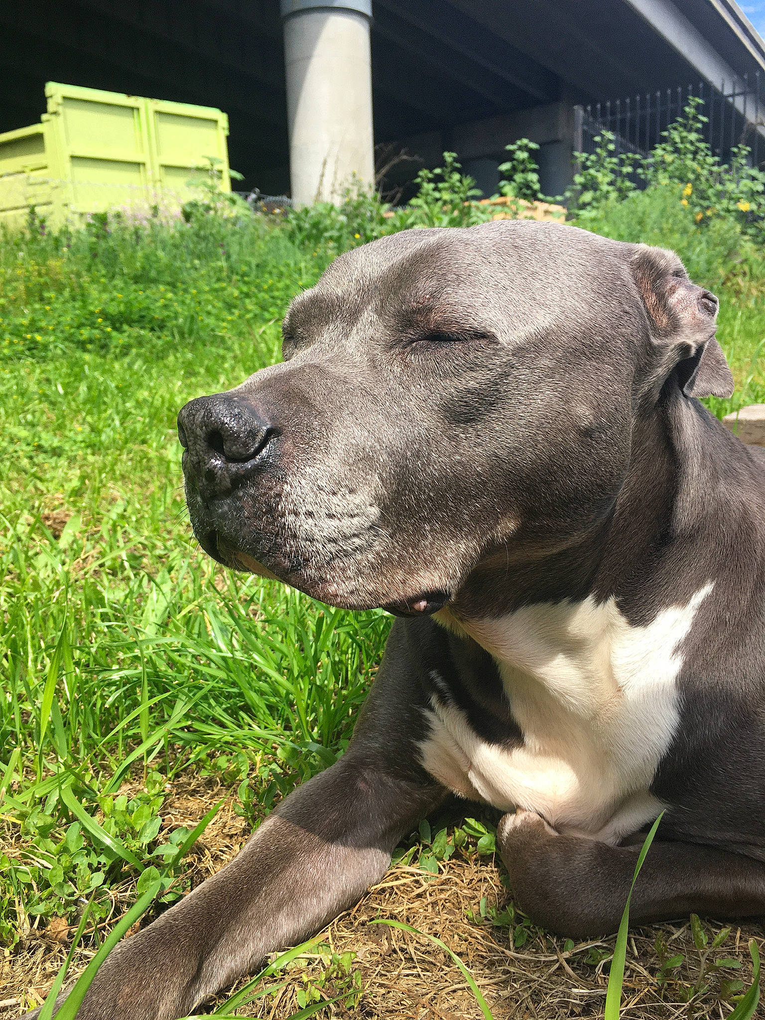 Ashtray is registered to the contest to win money with this photo: canidae, carnivore, collar, companion_dog, dog, dog_breed, dog_collar, fawn, grass, great_dane, guard_dog, handwriting, pet_supply, plant, sculpture, snout, sporting_group, terrestrial_animal, whiskers, working_animal