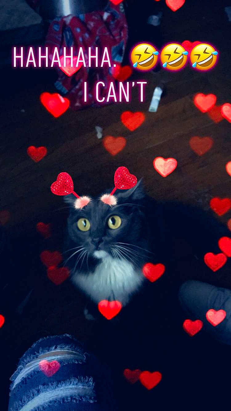 Smokey is registered to the contest to win money with this photo: carnivore, cat, darkness, electric_blue, event, felidae, font, fur, graphics, holiday, light, organism, pattern, photo_caption, plant, red, small_to_medium_sized_cats, tail, tree, whiskers