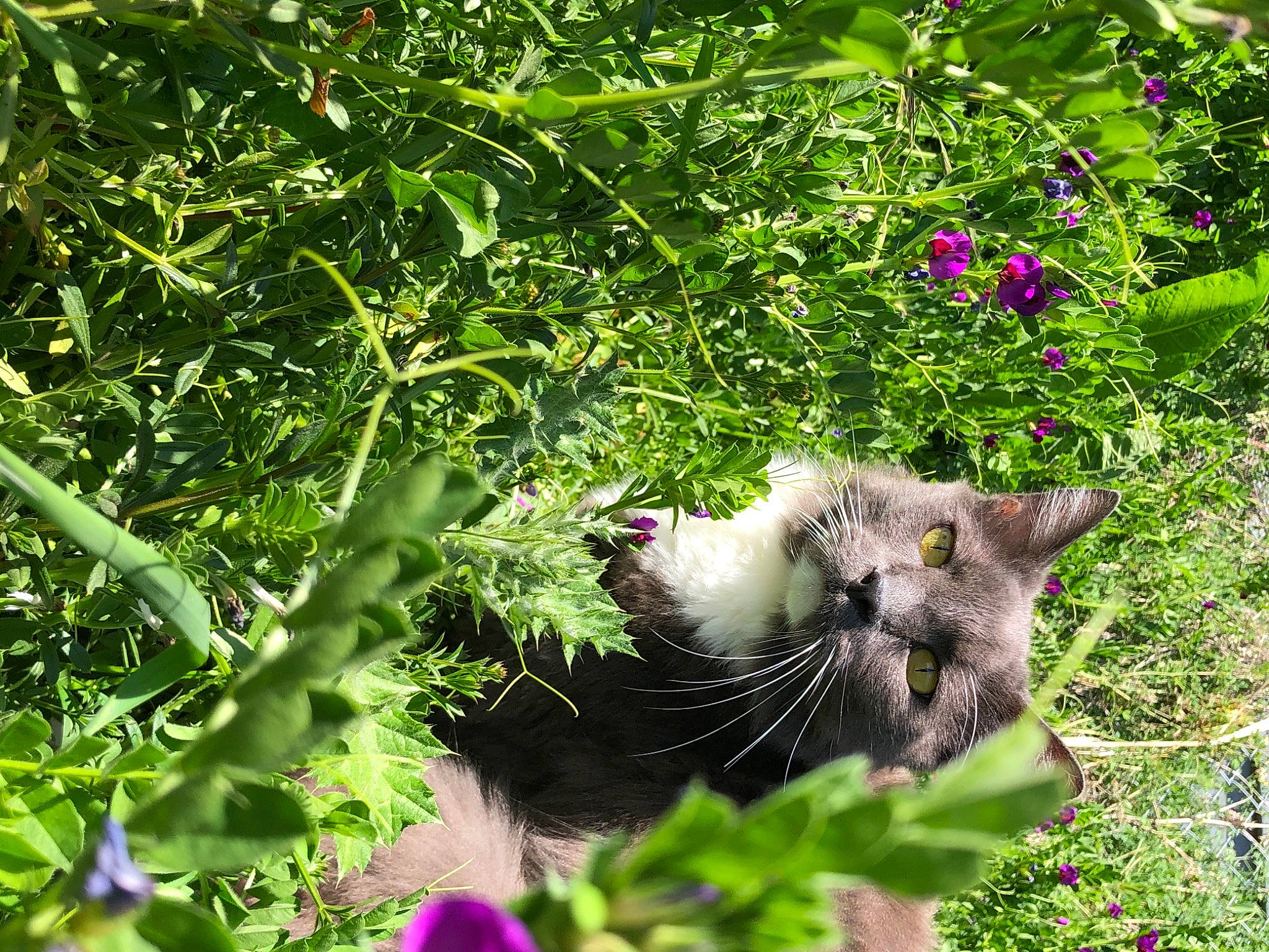 Smokey is registered to the contest to win money with this photo: carnivore, cat, domestic_short_haired_cat, felidae, flower, flowering_plant, fur, grass, groundcover, herb, herbaceous_plant, plant, shrub, small_to_medium_sized_cats, snout, tail, terrestrial_animal, terrestrial_plant, tree, whiskers