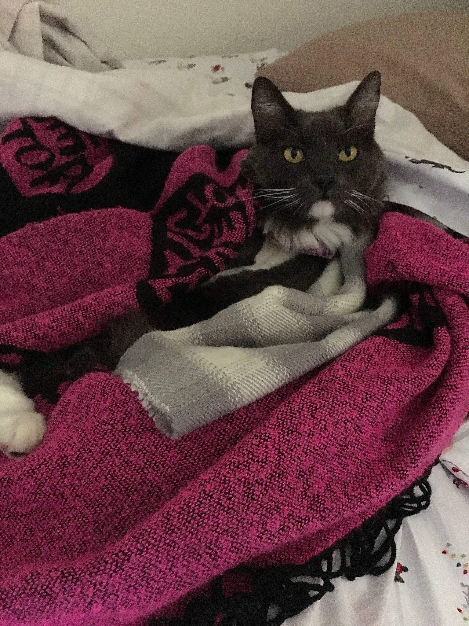 Smokey joined the competition — help win amazing prizes! bag, bed, black_cat, carnivore, cat, cat_supply, comfort, felidae, grey, linens, magenta, mammal, pattern, pink, purple, small_to_medium_sized_cats, tail, textile, violet, whiskers