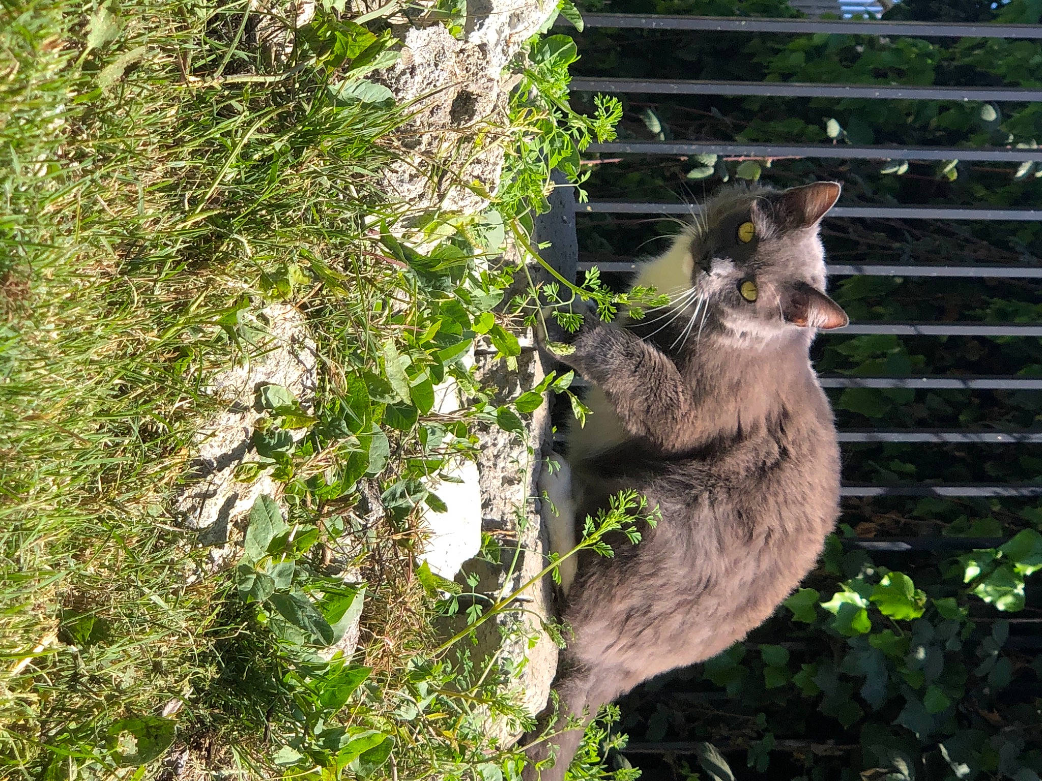Smokey is registered to the contest to win money with this photo: art, biome, carnivore, fawn, felidae, fur, grass, groundcover, koala, marsupial, plant, procyonidae, small_to_medium_sized_cats, tail, terrestrial_animal, tree, trunk, whiskers, wildlife, wood