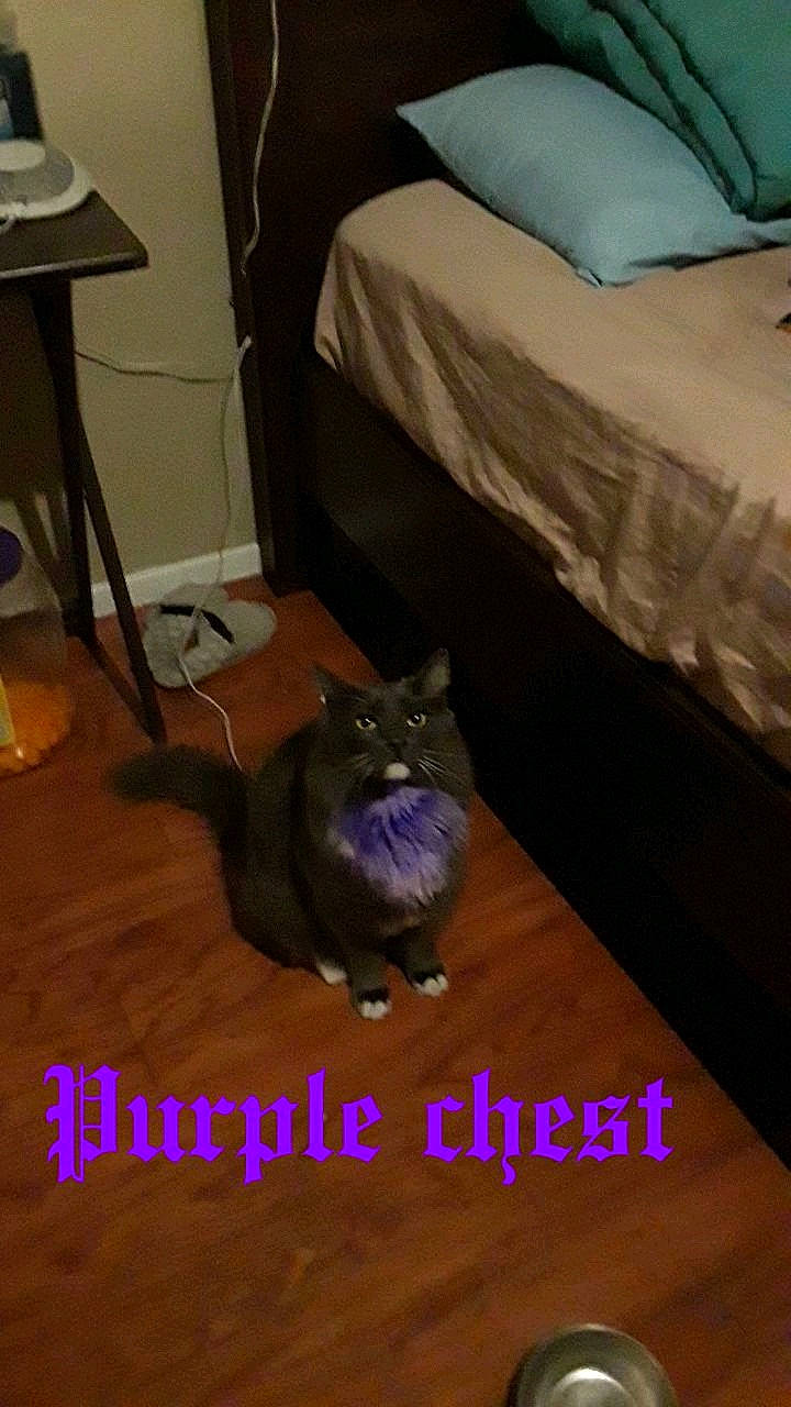 Smokey is registered to the contest to win money with this photo: box, carnivore, cat, chair, comfort, electric_blue, felidae, floor, flooring, fur, grey, hardwood, laminate_flooring, linens, room, small_to_medium_sized_cats, whiskers, wood, wood_flooring, wood_stain