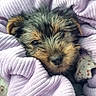 puppy, dog, small_dog, canine, fur, black_and_brown, face, eyes, nose, ears, blanket, wrapped, cozy, sleepy, cute, portrait, closeup, indoors, car, soft_texture