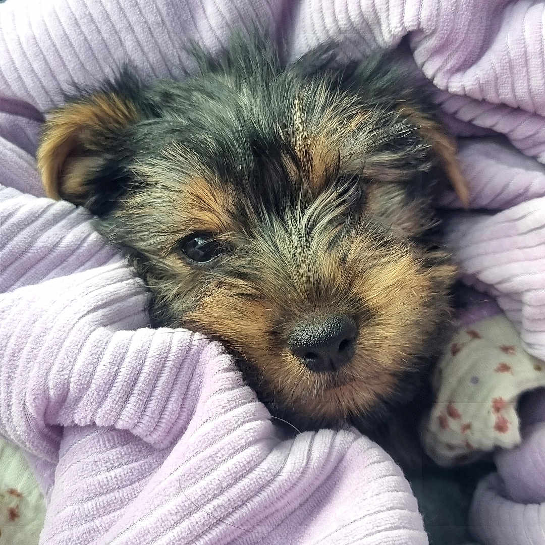 Bonnie a rejoint le concours — aidez-le/la à gagner de superbes lots ! puppy, dog, small_dog, canine, fur, black_and_brown, face, eyes, nose, ears, blanket, wrapped, cozy, sleepy, cute, portrait, closeup, indoors, car, soft_texture
