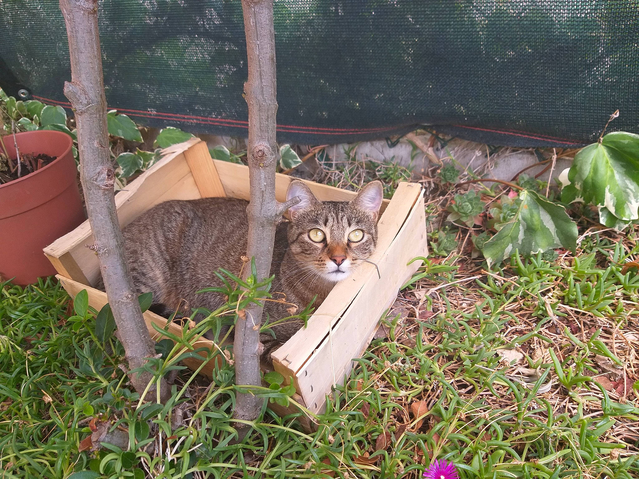 Bao a rejoint le concours — aidez-le/la à gagner de superbes lots ! carnivore, cat, domestic_short_haired_cat, fawn, felidae, flowerpot, fur, grass, groundcover, herb, houseplant, plant, small_to_medium_sized_cats, soil, tail, terrestrial_animal, tree, whiskers, wildlife, wood