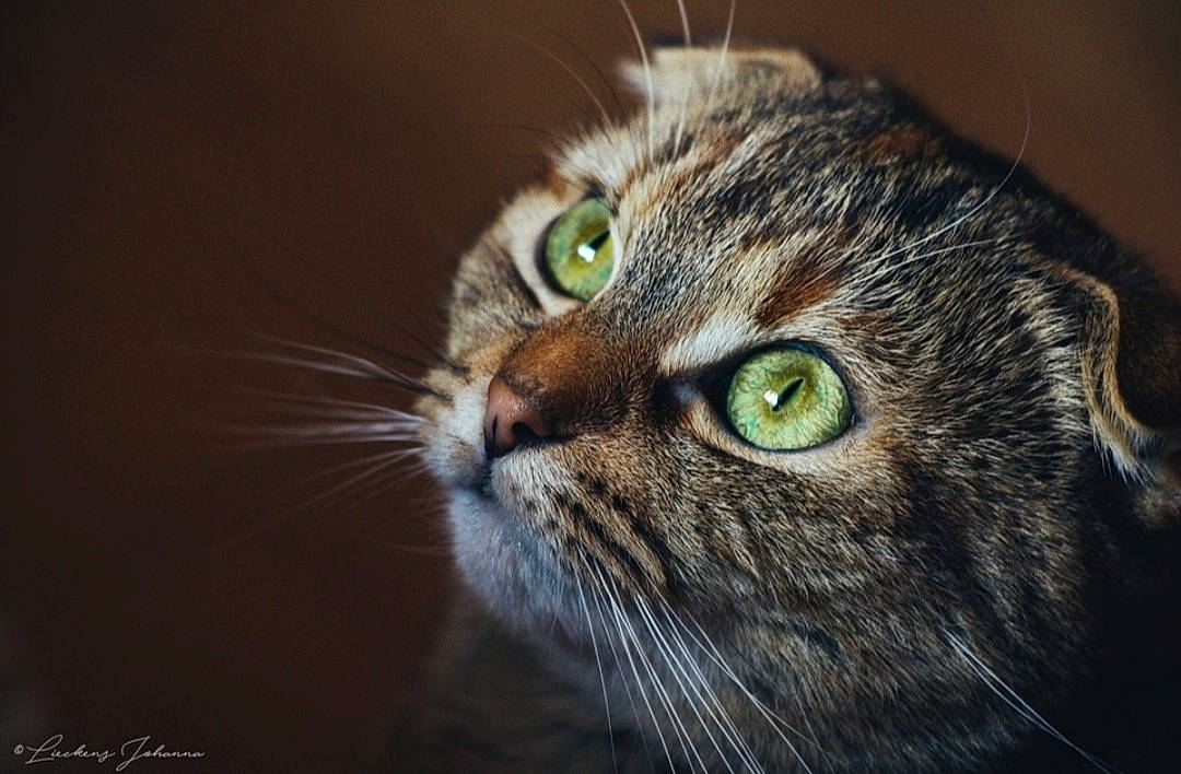 Bibi participe au concours pour gagner de l'argent avec cette photo : carnivore, cat, darkness, domestic_short_haired_cat, door, ear, eye, felidae, fur, grass, macro_photography, small_to_medium_sized_cats, snout, terrestrial_animal, whiskers, wildlife, window