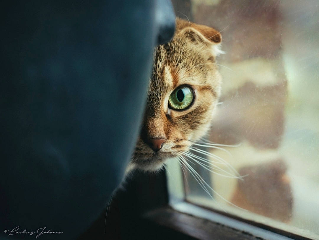 Bibi a rejoint le concours — aidez-le/la à gagner de superbes lots ! carnivore, cat, domestic_short_haired_cat, felidae, fur, small_to_medium_sized_cats, snout, terrestrial_animal, whiskers, wildlife, window, windscreen_wiper, windshield