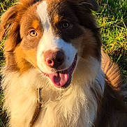 Appy a rejoint le concours — aidez-le/la à gagner de superbes lots ! animal, black, brown, canine, collar, daylight, dog, fluffy, fur, grass, happy, leash, nature, outdoor, pet, portrait, smiling, sunlight, tongue, white