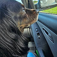 Shadow is registered to the contest to win money with this photo: dog, black_dog, car_interior, window, side_mirror, blue_sky, clouds, green_grass, dog_profile, fur, seat, jeans, door_panel, lock_buttons, reflection, pet, travel, daytime, closeup, animal
