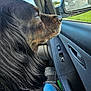 dog, black_dog, car_interior, window, side_mirror, blue_sky, clouds, green_grass, dog_profile, fur, seat, jeans, door_panel, lock_buttons, reflection, pet, travel, daytime, closeup, animal