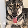 dog, canine, pet, tongue_out, lying_down, wolf_like, fur, ears, paws, face, animal, close_up, indoor, portrait, friendly, cute, muzzle, alert, young_dog, resting