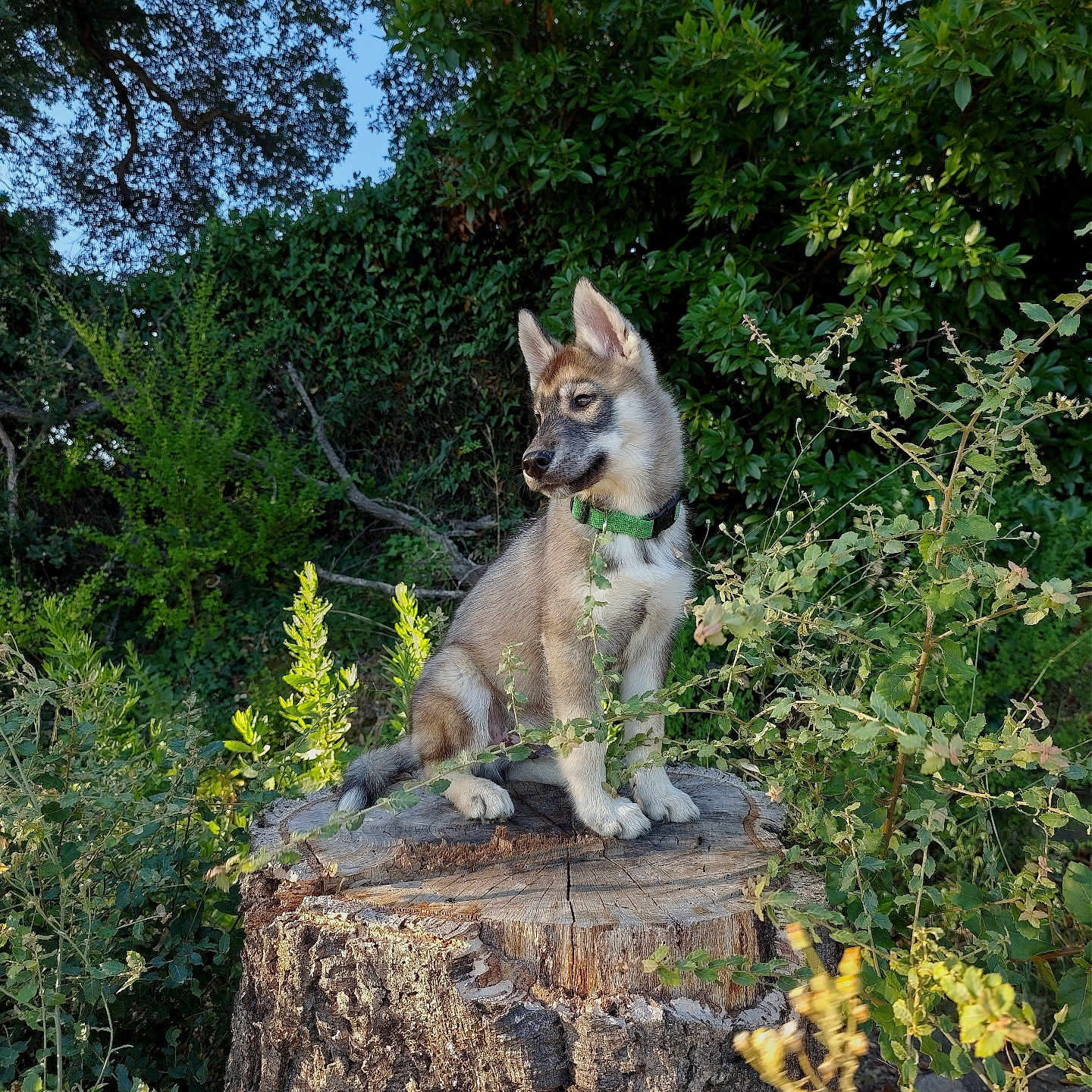 Fenrir participe au concours pour gagner de l'argent avec cette photo : puppy, dog, tree_stump, greenery, plants, outdoor, nature, forest, young_dog, pet, collar, canine, animal, sunlight, bark, foliage, sitting, daylight, cute, alert