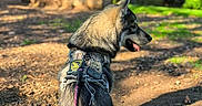 Fenrir participe au concours pour gagner de l'argent avec cette photo : dog, outdoor, leash, harness, path, tree, greenery, sunlight, nature, pet, animal, forest, park, sitting, canine, daylight, fur, tail, shadow, ground
