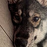Fenrir a rejoint le concours — aidez-le/la à gagner de superbes lots ! dog, close_up, lying_down, floor, pet, animal, ears, face, fur, resting, canine, whiskers, indoor, relaxed, portrait, looking, expression, nose, calm, domestic_animal