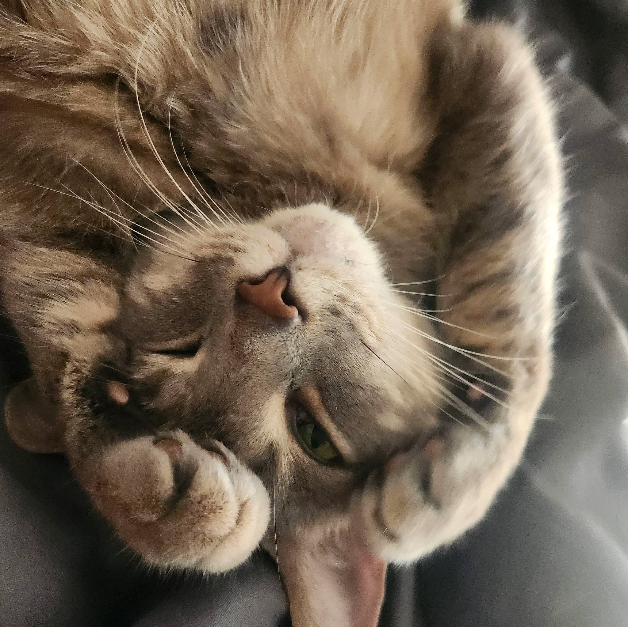 Keanu joined the competition — help win amazing prizes! carnivore, cat, claw, close_up, comfort, domestic_short_haired_cat, ear, eye, felidae, fur, gesture, head, nap, paw, sleep, small_to_medium_sized_cats, snout, tail, whiskers, yawn