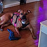 Athéna a rejoint le concours — aidez-le/la à gagner de superbes lots ! black_chest_harness, blue_toy, brown_dog, canine, dog, furniture, harness, home, indoor, lying_down, open_mouth, pet, pink_harness, portrait, purple_lighting, rope_toy, shelving, sitting, smiling, wooden_floor