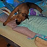 Athéna participe au concours pour gagner de l'argent avec cette photo : animal, bed, bedding, bedroom, blanket, blue_lighting, brown_dog, cozy, dog, furniture, home, indoor, nap, pet, photography, pillows, relaxed, resting, sleeping, stretching