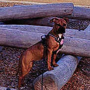 Athéna participe au concours pour gagner de l'argent avec cette photo : dog, harness, log, wood_chips, playground, bench, outdoor, pet, animal, brown_dog, leash, nature, park, standing, alert, wood, daytime, canine, fence, grass