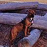 alert, animal, bench, brown_dog, canine, daytime, dog, fence, grass, harness, leash, log, nature, outdoor, park, pet, playground, standing, wood, wood_chips