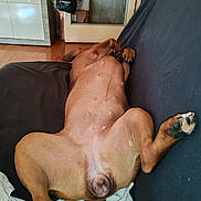 Athéna a rejoint le concours — aidez-le/la à gagner de superbes lots ! animal_photography, belly_up, blanket, brown_dog, canine, couch, dog, funny_pose, home, indoor, legs, living_room, lying_down, paws, pet, relaxed, short_hair, sleeping, sofa, upside_down