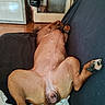 animal_photography, belly_up, blanket, brown_dog, canine, couch, dog, funny_pose, home, indoor, legs, living_room, lying_down, paws, pet, relaxed, short_hair, sleeping, sofa, upside_down